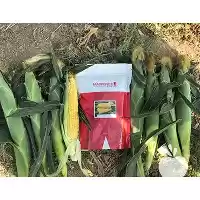 قیمت خرید بذر ذرت اینکا ماگروویت در هرمز در گروه خرید و فروش بذر ذرت در یکمیوه