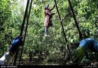 سر کارگر هستم برای چیدن محصول شما در گروه کارگر در یکمیوه