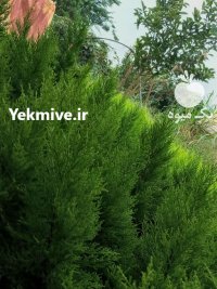 فروش کاج لاوسون سطل چهار در تنکابن در گروه خرید و فروش و قیمت کاج در یکمیوه