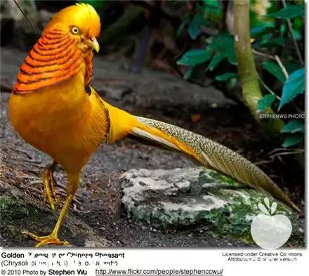 فروش انواع قرقاول در تهران در گروه مرغ و خروس و بوقلمون و اردک قو قاز در یکمیوه -عکس1