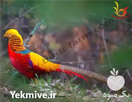 فروش قرقاول بلژیکی red golden pheasant در تهران در گروه خرید و فروش انواع پرنده در یکمیوه -عکس1