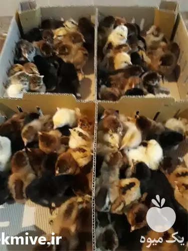 قیمت خرید جوجه مرغ بومی یکروزه در تهران در گروه مرغ و خروس و بوقلمون و اردک قو قاز در یکمیوه -عکس1