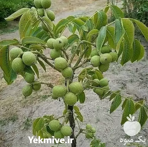 قیمت خرید نهال گردو چندلر در مشهد در گروه خرید و فروش نهال گردو در یکمیوه -عکس1