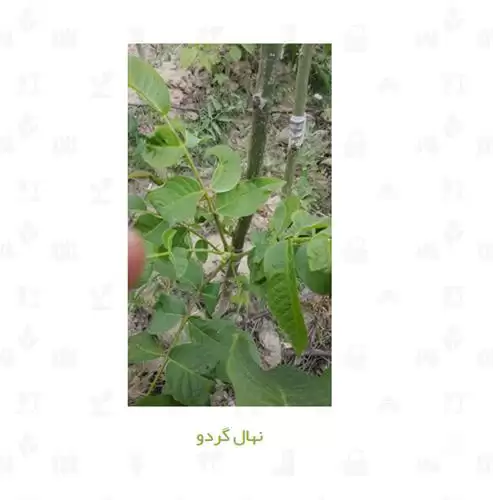 فروش نهال گردو در تهران در گروه خرید و فروش نهال گردو در یکمیوه -عکس1