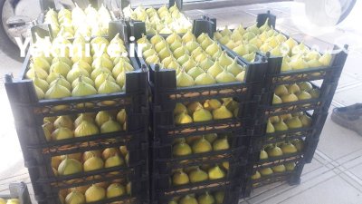 انجیر زرد ساوه در مركزی در گروه خرید و فروش انجیر در یکمیوه -عکس1