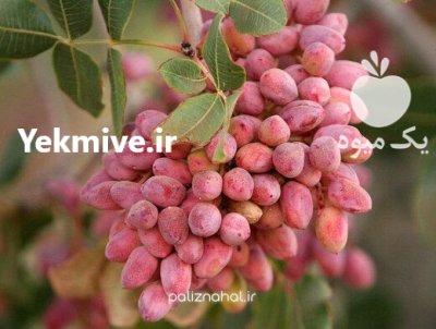 فروش پسته خوشه ای در فیض آباد در گروه خرید و فروش پسته در یکمیوه -عکس1