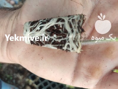 سفارش کاشت نشا به صورت قراردادی در ارسنجان در گروه خرید و فروش نشا در یکمیوه -عکس1