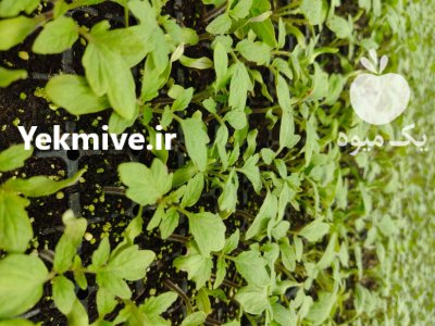 سفارش کاشت نشا به صورت قراردادی در ارسنجان در گروه خرید و فروش نشا در یکمیوه -عکس2