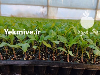 سفارش کاشت نشا به صورت قراردادی در ارسنجان در گروه خرید و فروش نشا در یکمیوه -عکس3