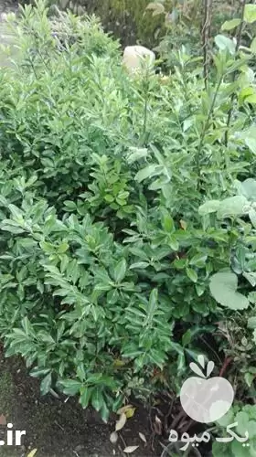 شمشاد سبز سایز بزرگ عمده در گروه خدمات باغبانی در یکمیوه -عکس1