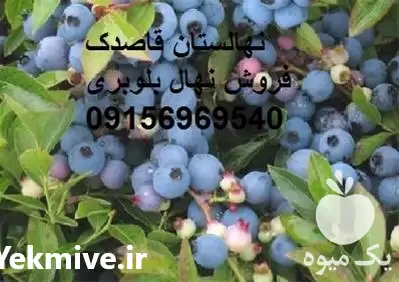 قیمت خرید نهال بلوبری پایه کوتاه در گروه خرید و فروش نهال بلوبری در یکمیوه -عکس1
