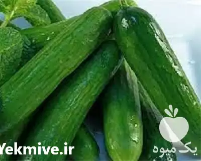 فروش بذر خیار 4196 sv در یزد در گروه خرید و فروش بذر خیار در یکمیوه -عکس1