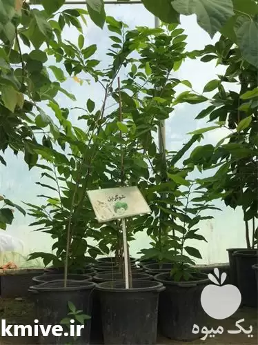 فروش نهال شوگر اپل با بهترین در ساری در گروه خرید و فروش نهال میوه در یکمیوه -عکس1