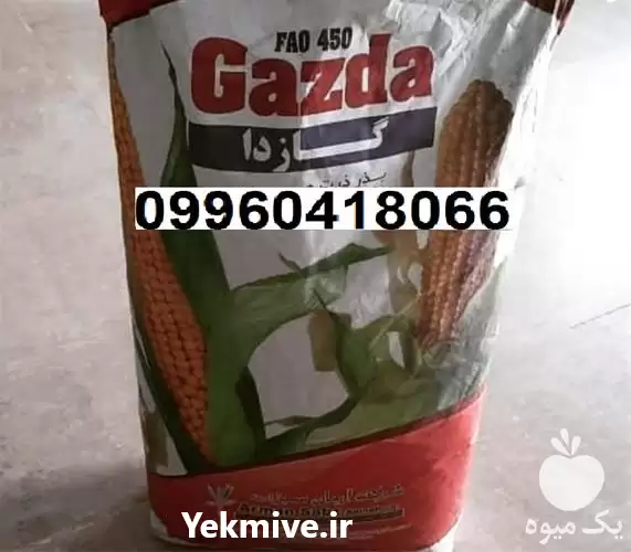 فروش بذر ذرت هیبرید گازدا در گروه خرید و فروش بذر ذرت در یکمیوه -عکس1