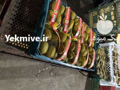 کیوی هایوارد طلایی در آستارا در گروه خرید و فروش کیوی در یکمیوه -عکس1