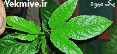 نهال و گل و گیاه در کردکوی در گروه خرید و فروش نهال در یکمیوه -عکس2