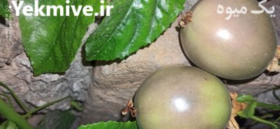 نهال و گل و گیاه در کردکوی در گروه خرید و فروش نهال در یکمیوه -عکس3