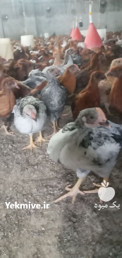 جوجه محلی گلپایگان در گروه مرغ و خروس و بوقلمون و اردک قو قاز در یکمیوه -عکس1