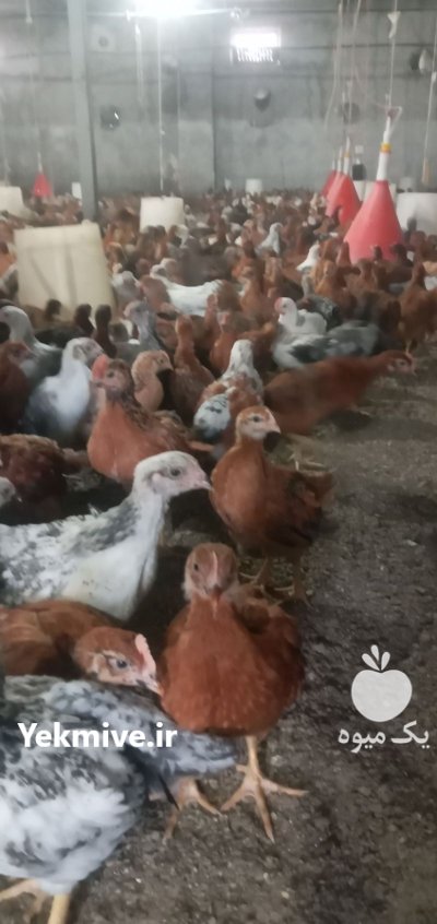 جوجه محلی گلپایگان در گروه مرغ و خروس و بوقلمون و اردک قو قاز در یکمیوه -عکس2