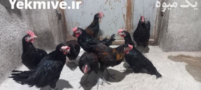 جوجه محلی گلپایگان در گروه مرغ و خروس و بوقلمون و اردک قو قاز در یکمیوه -عکس4