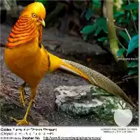 فروش انواع قرقاول در تهران در گروه مرغ و خروس و بوقلمون و اردک قو قاز در یکمیوه