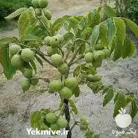 قیمت خرید نهال گردو چندلر در مشهد در گروه خرید و فروش نهال گردو در یکمیوه
