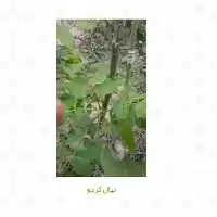 فروش نهال گردو در تهران در گروه خرید و فروش نهال گردو در یکمیوه