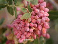 فروش پسته خوشه ای در فیض آباد در گروه خرید و فروش پسته در یکمیوه