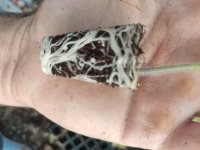 سفارش کاشت نشا به صورت قراردادی در ارسنجان در گروه خرید و فروش نشا در یکمیوه