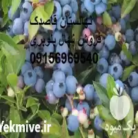 قیمت خرید نهال بلوبری پایه کوتاه در گروه خرید و فروش نهال بلوبری در یکمیوه