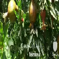 قیمت نهال فروش نهال نهالستان ترابی در کرج در گروه خرید و فروش نهال زیتون در یکمیوه