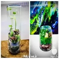 قیمت خرید مناسب ترین قیمت تراریوم در کرج در گروه خرید و فروش گیاهان زینتی در یکمیوه