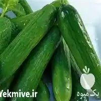 فروش بذر خیار 4196 sv در یزد در گروه خرید و فروش بذر خیار در یکمیوه