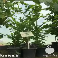 فروش نهال شوگر اپل با بهترین در ساری