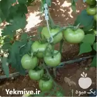 قیمت خرید 	قلاب عصایی بوته در تهران در گروه خرید و فروش تجهیزات گلخانه در یکمیوه