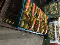 کیوی هایوارد طلایی در آستارا در گروه خرید و فروش کیوی در یکمیوه