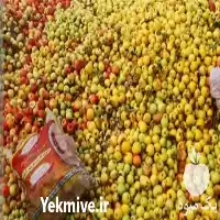 قیمت خرید قیمت ضایعات سیب درختی در ارومیه در گروه خرید و فروش سیب در یکمیوه