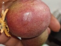 نهال و گل و گیاه در کردکوی در گروه خرید و فروش نهال در یکمیوه