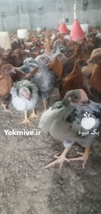 جوجه محلی گلپایگان در گروه مرغ و خروس و بوقلمون و اردک قو قاز در یکمیوه