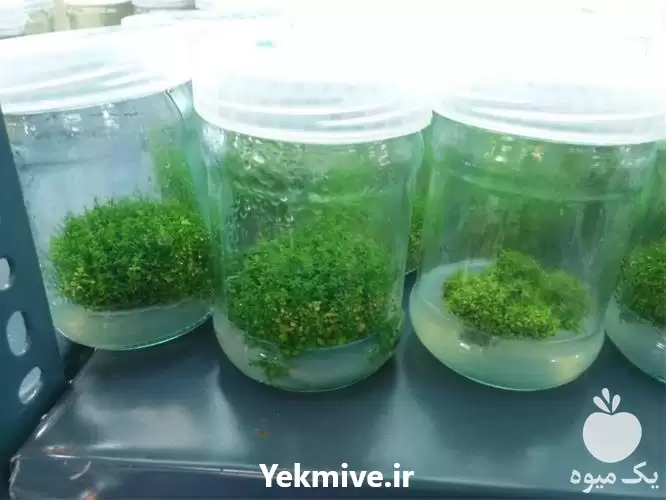 کارگاه آموزشی کشت بافت گیاهی همراه در تهران در گروه دوره آموزش کشاورزی در یکمیوه -عکس1