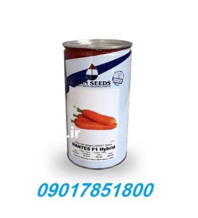 بذر هویج مانتس Mantes رین سید در ارومیه در گروه خرید و فروش بذر هویج در یکمیوه -عکس1