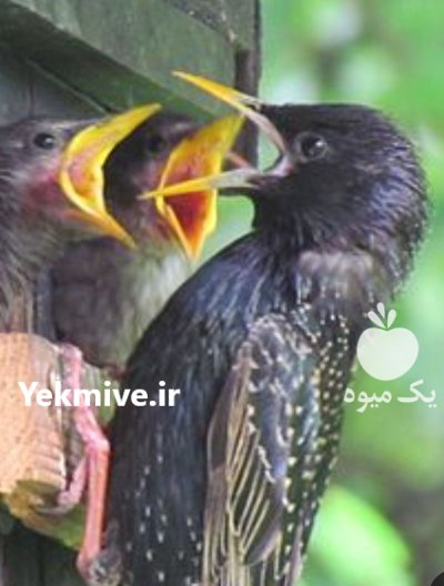 سار میخرم خریدار سار در تبریز در گروه خرید و فروش انواع پرنده در یکمیوه -عکس1