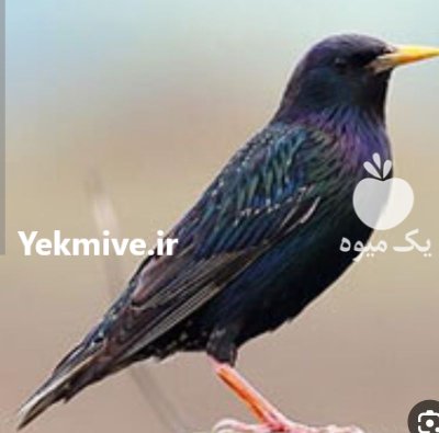 سار میخرم خریدار سار در تبریز در گروه خرید و فروش انواع پرنده در یکمیوه -عکس2