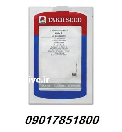 فروش بذر خیار گلخانه ای آلوین در گروه خرید و فروش بذر خیار در یکمیوه -عکس1