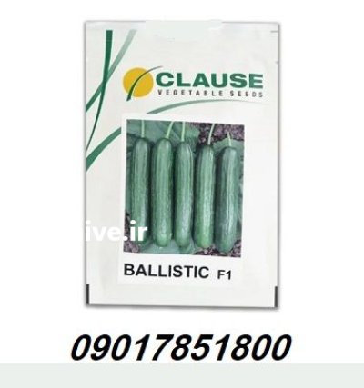 فروش بذر خیار گلخانه ای بالستیک در ارومیه در گروه خرید و فروش بذر خیار در یکمیوه -عکس1