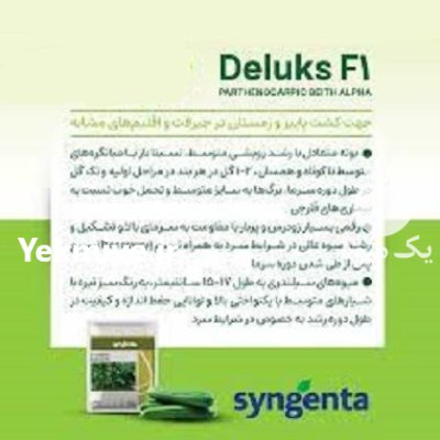 فروش بذر خیار گلخانه ای دیلاکس در ارومیه در گروه خرید و فروش بذر خیار در یکمیوه -عکس1