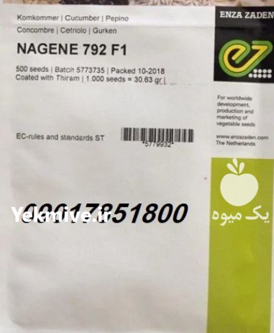 بذر خیار ناگین NAGENE F 1 انزازادن در ارومیه در گروه خرید و فروش بذر خیار در یکمیوه -عکس1