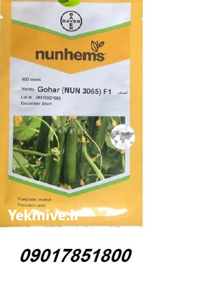 فروش بذر خیار GOHAR نانهمز هلند در ارومیه در گروه خرید و فروش بذر خیار در یکمیوه -عکس1
