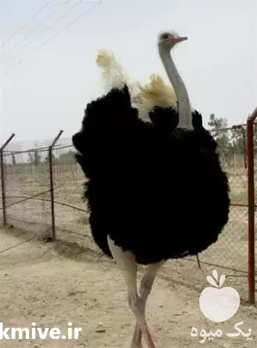 آموزش پرورش شترمرغ مولد در تهران در گروه دوره آموزش کشاورزی در یکمیوه -عکس1