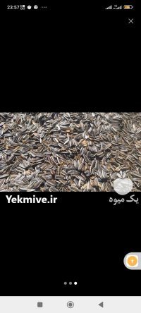 فروش تخمه آفتابگردان آجیلی کانادایی در گروه خرید و فروش انواع تخمه در یکمیوه
